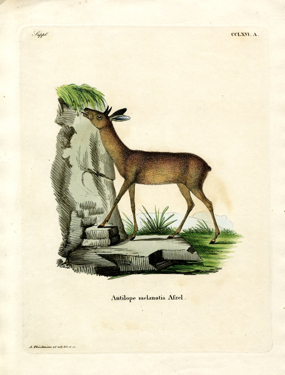Cabo Grysbok (gravação a cores) de German School