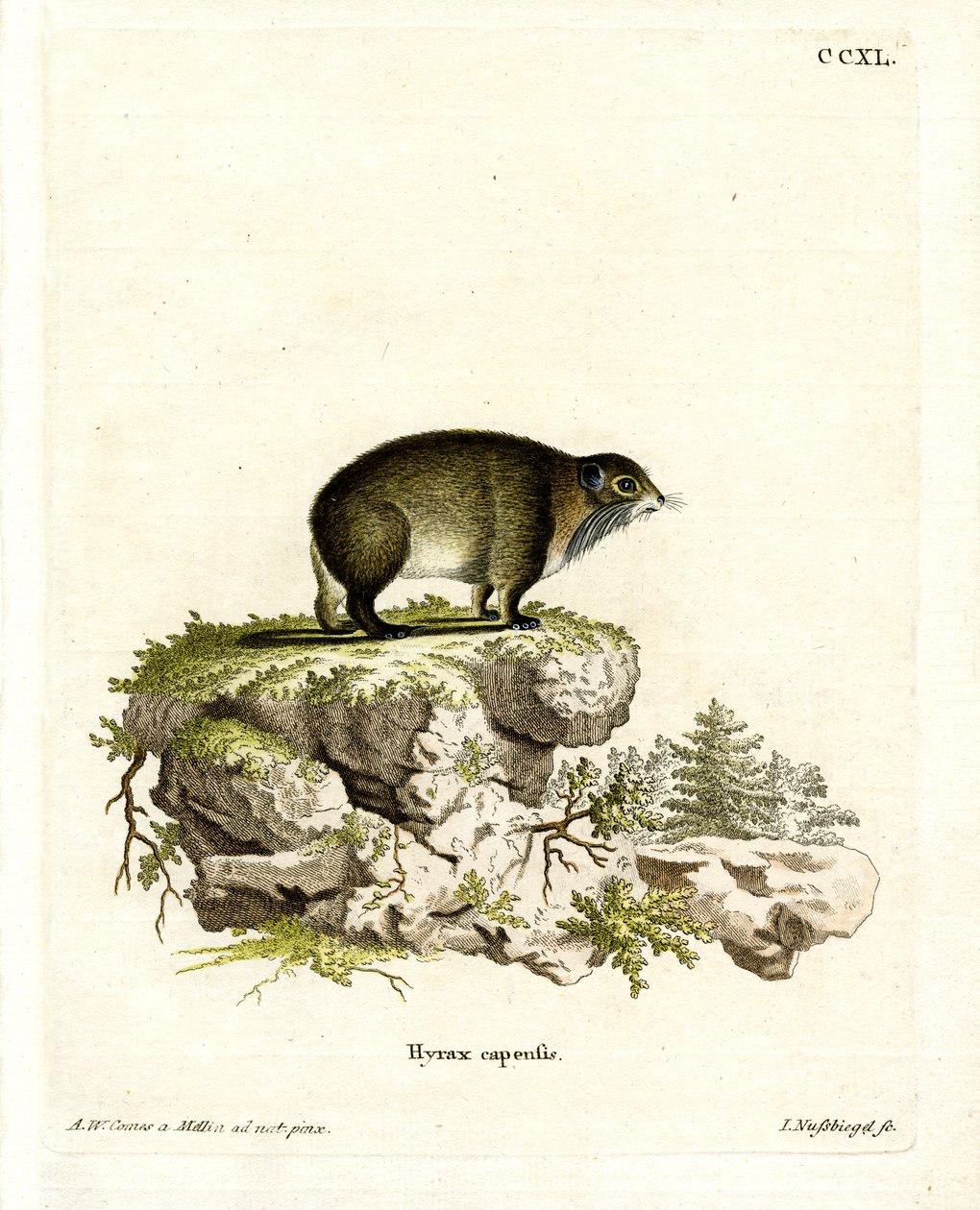Cape Hyrax (gravação a cores) de German School
