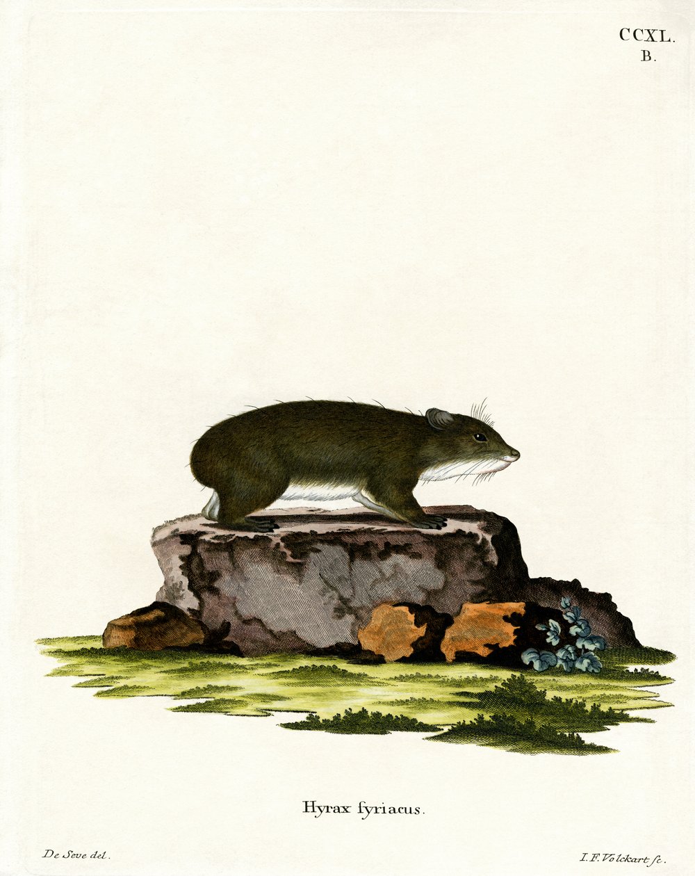 Cape Hyrax (gravação a cores) de German School