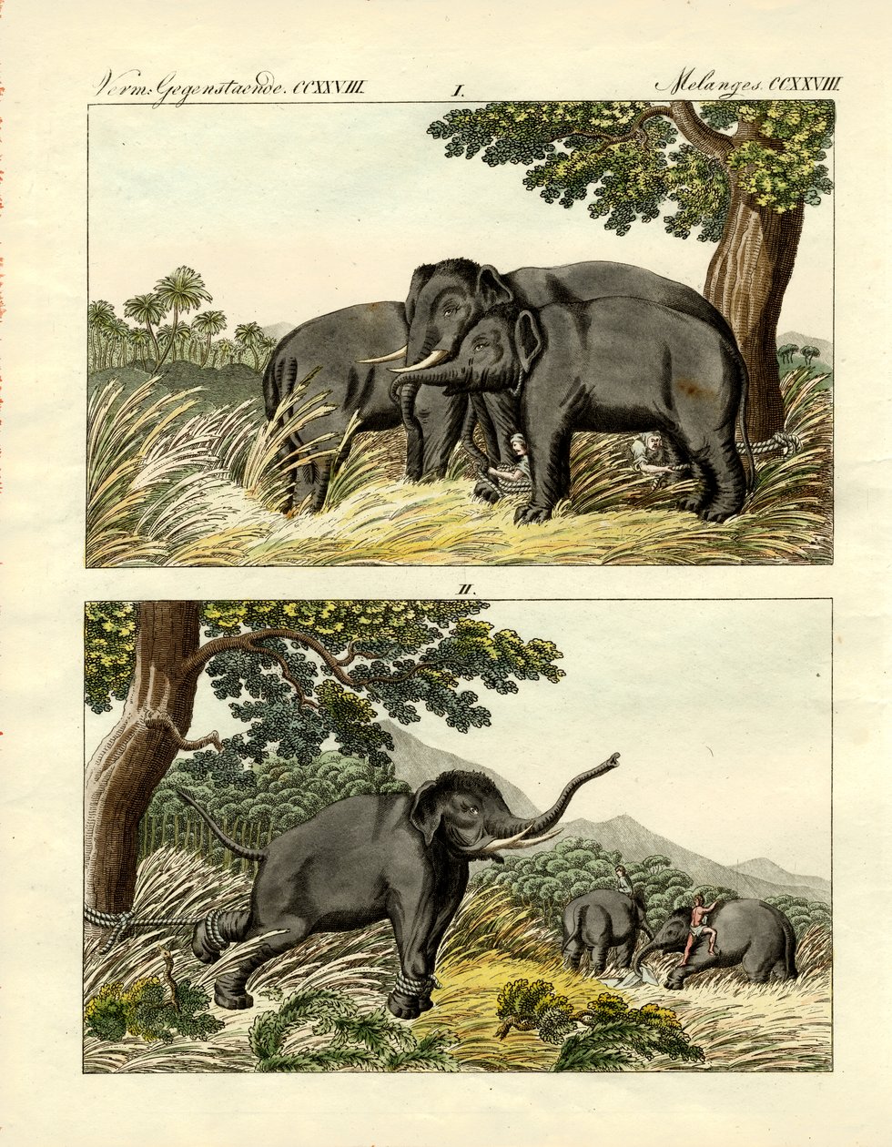 Captura de elefantes por elefante engodo (gravura colorida) de German School
