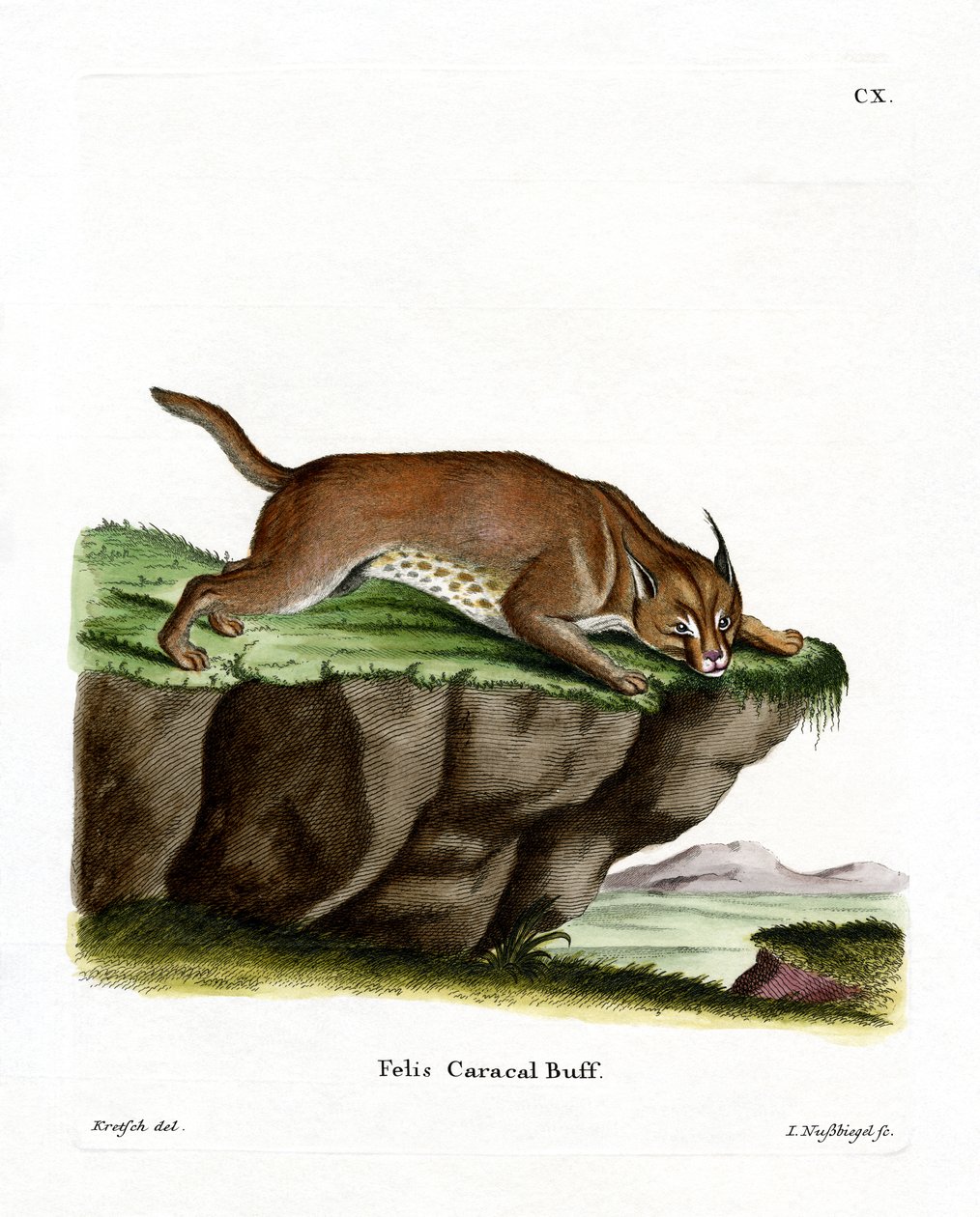 Caracal (gravação a cores) de German School