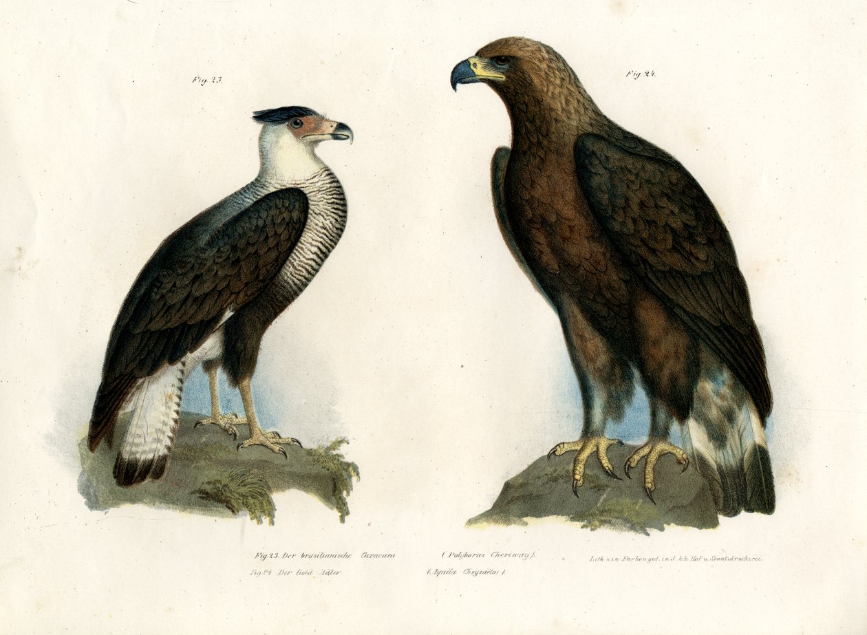 Caracara, 1864 de German School