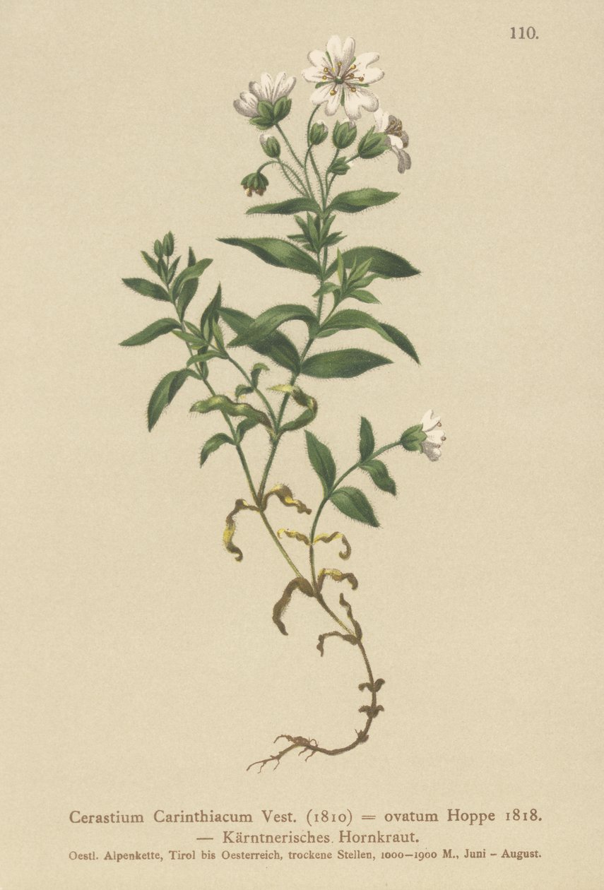 Orelha de rato Caríntia (Cerastium Carinthiacum, Cerastium ovatum) de German School