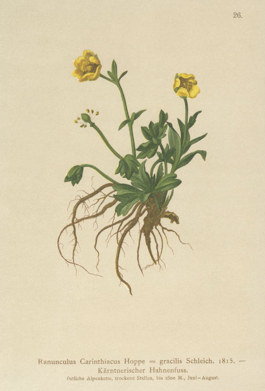 Botão de ouro Caríntia (Ranunculus Carinthiacus, Ranunculus gracilis) de German School
