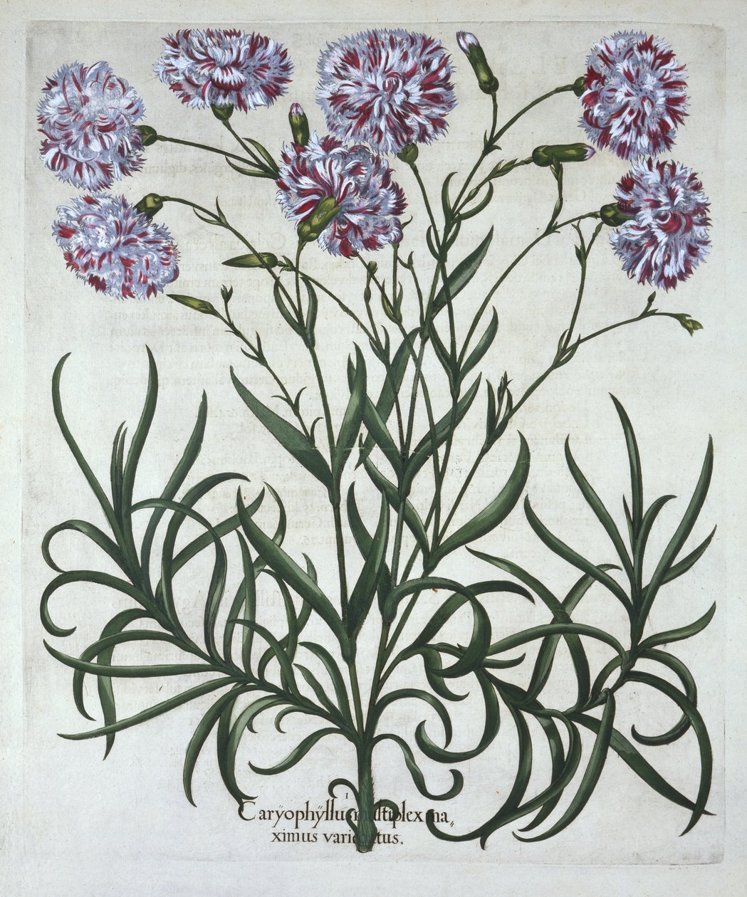 Cravo, de Hortus Eystettensis, de Basil Besler (1561-1629), pub. 1613 (gravura colorida à mão) de German School