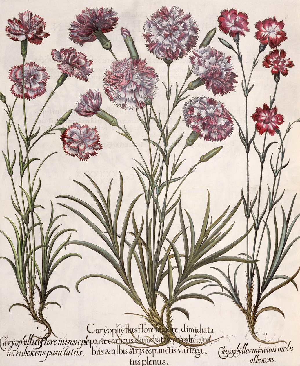 Cravos: 1.Caryophyllus flore majore; 2. Caryophyllus flore menor pequeno rubescens punctatus; 3.Caryophyllus miniatus medis albescens, de Hortus Eystettensis de Basil Besler (1561-1629), pub. de German School