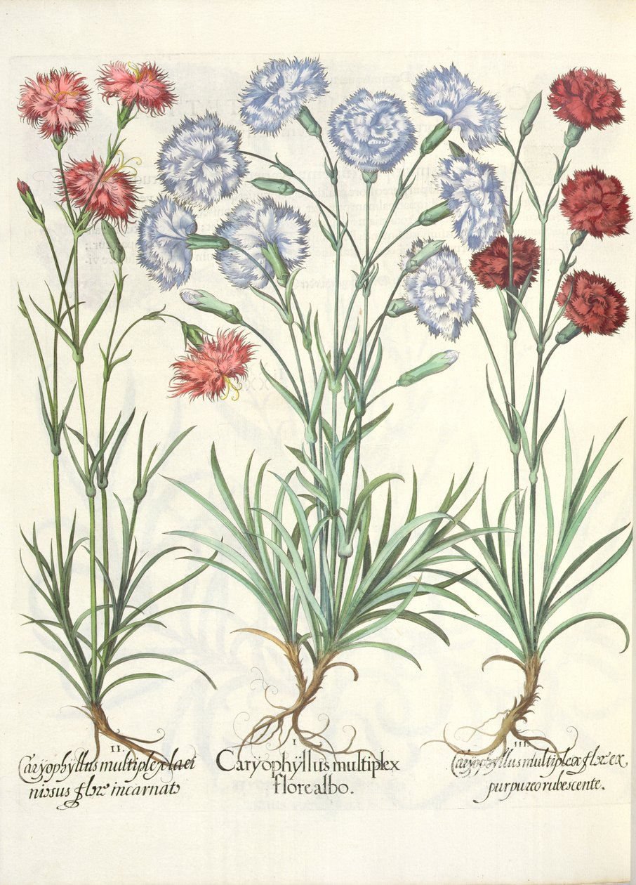 Cravos, flor branca 1.Caryophyllus múltipla; múltiplos 2.Caryophyllus ENVOLVIDO flor carne; 3.Caryophyllus flor púrpura avermelhada múltipla, a partir do Eystettensis por Basil Besler ( de German School