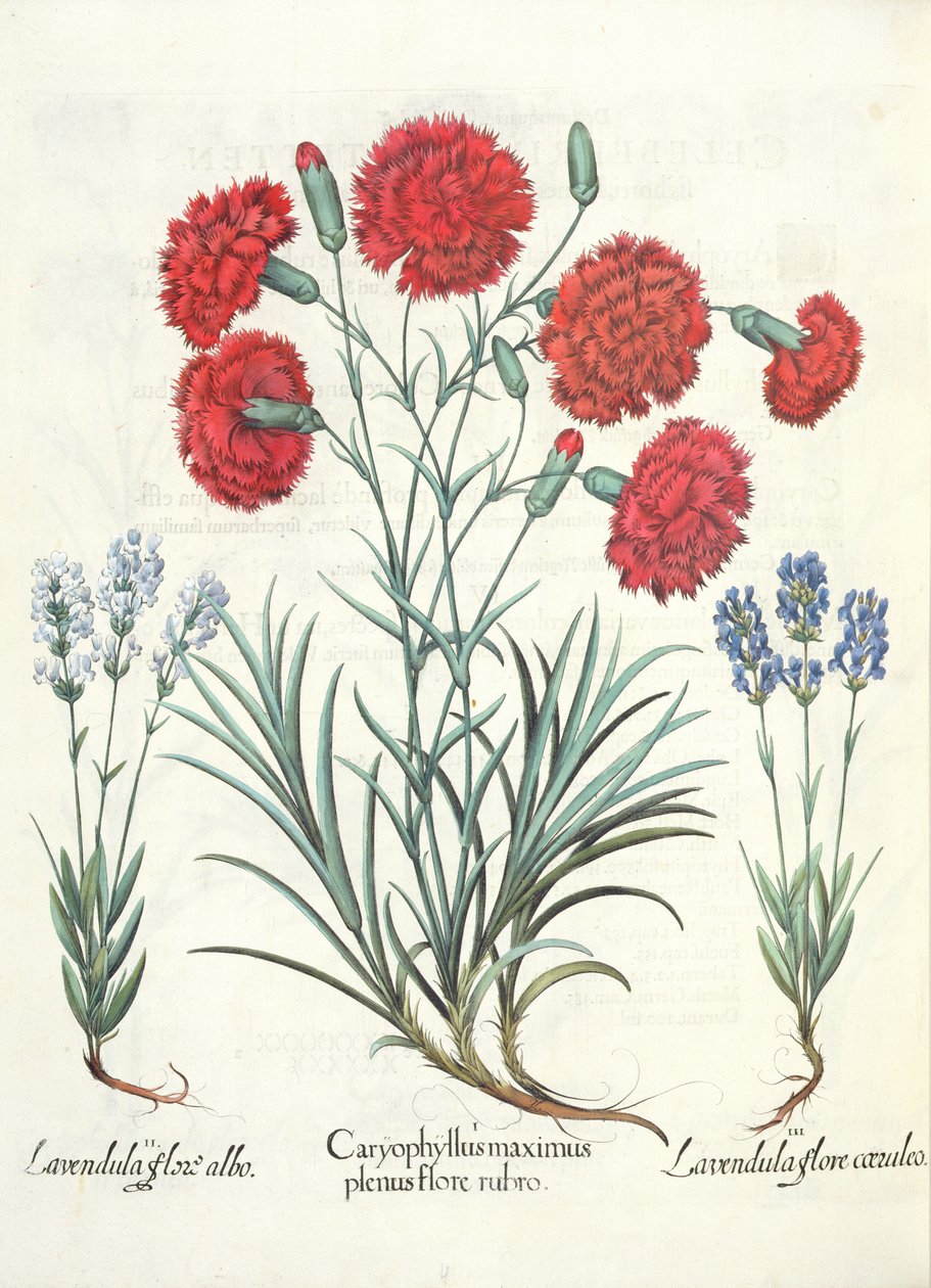 Cravos e Lavender: 1.Caryophyllus maior plena floração vermelha; 2.Lavandula flor branca; 3.Lavandula florescer azul, a partir do Eystettensis por Basil Besler (1561-1629), pub. 1613 de German School
