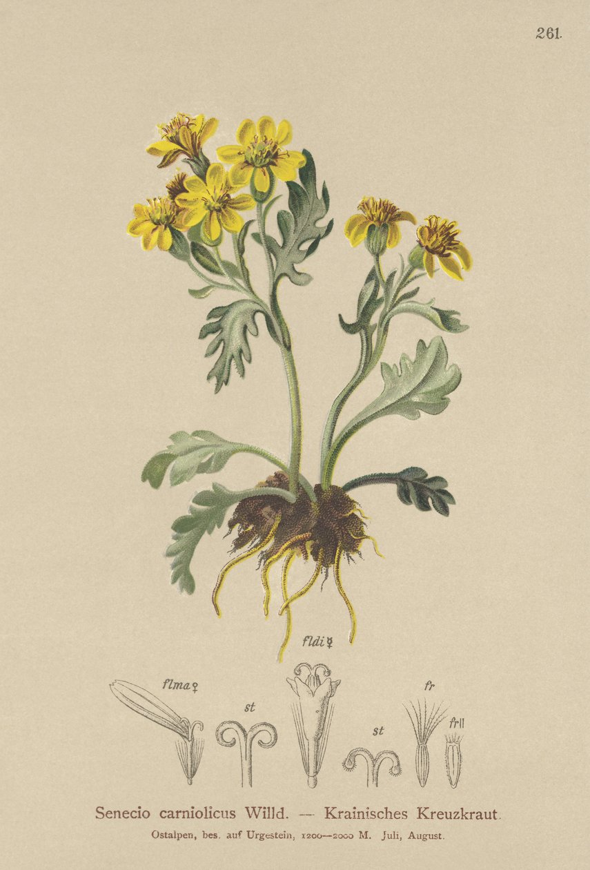 Carneiro Ragiol (Senecio carniolicus, Senecio incanus subsp. Carniolicus) de German School
