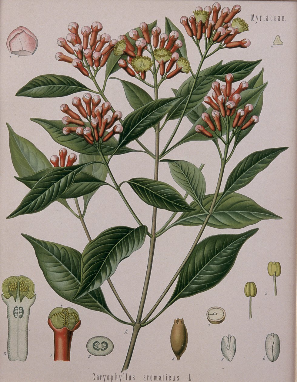 Caryophyllus Aromaticus (cravo) de German School