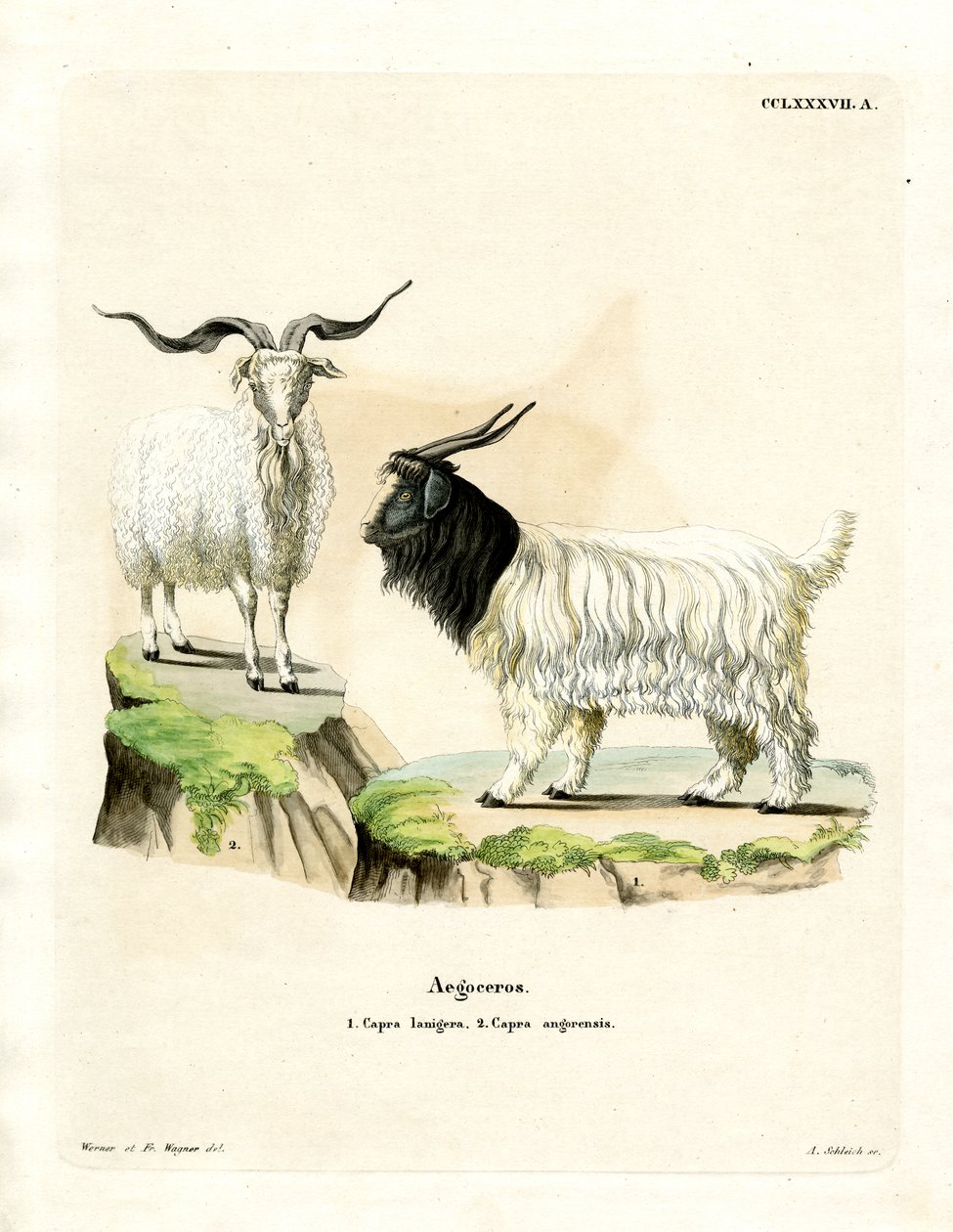 Cashmere Goat (gravura colorida) de German School