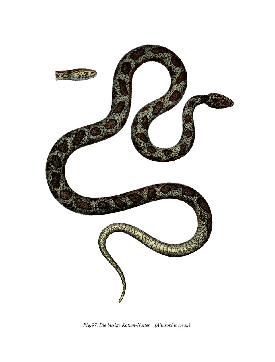 Cobra-gato (cor litho) de German School