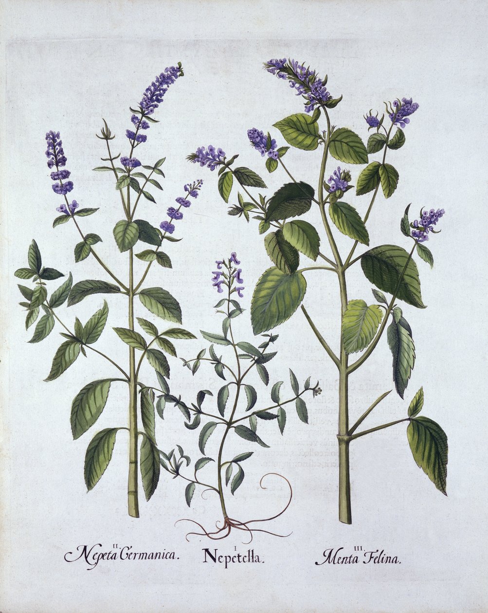 Catmintand Catnip, de Hortus Eystettensis, de Basil Besler (1561-1629), pub. 1613 (gravura colorida à mão) de German School