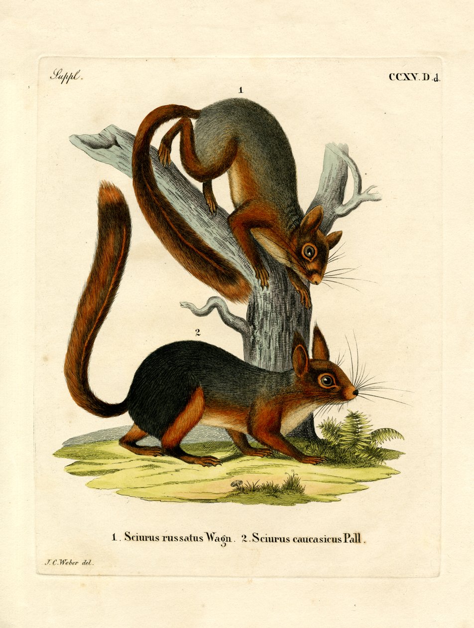 Esquilo Caucasiano (gravura colorida) de German School