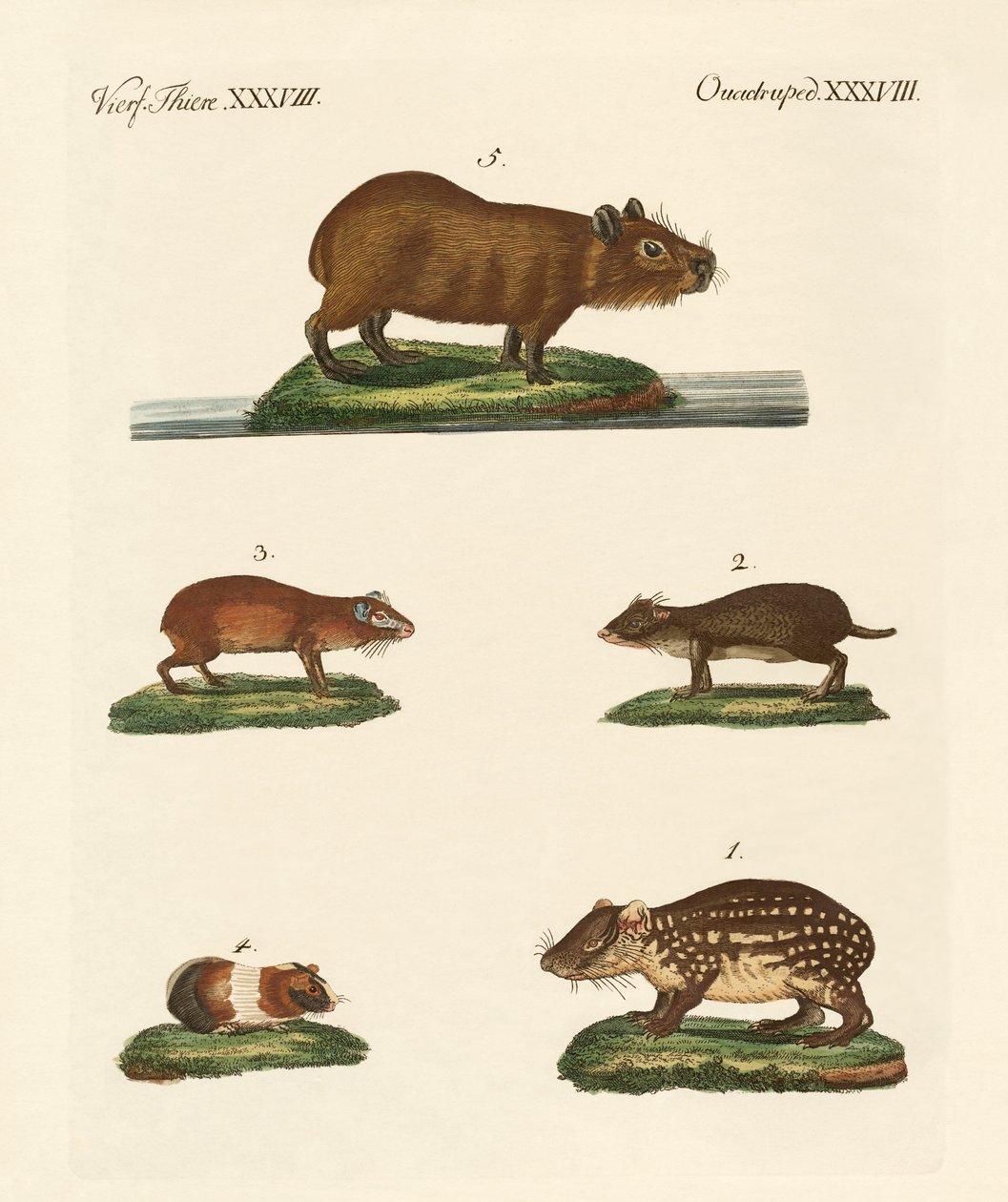 Cavys de German School