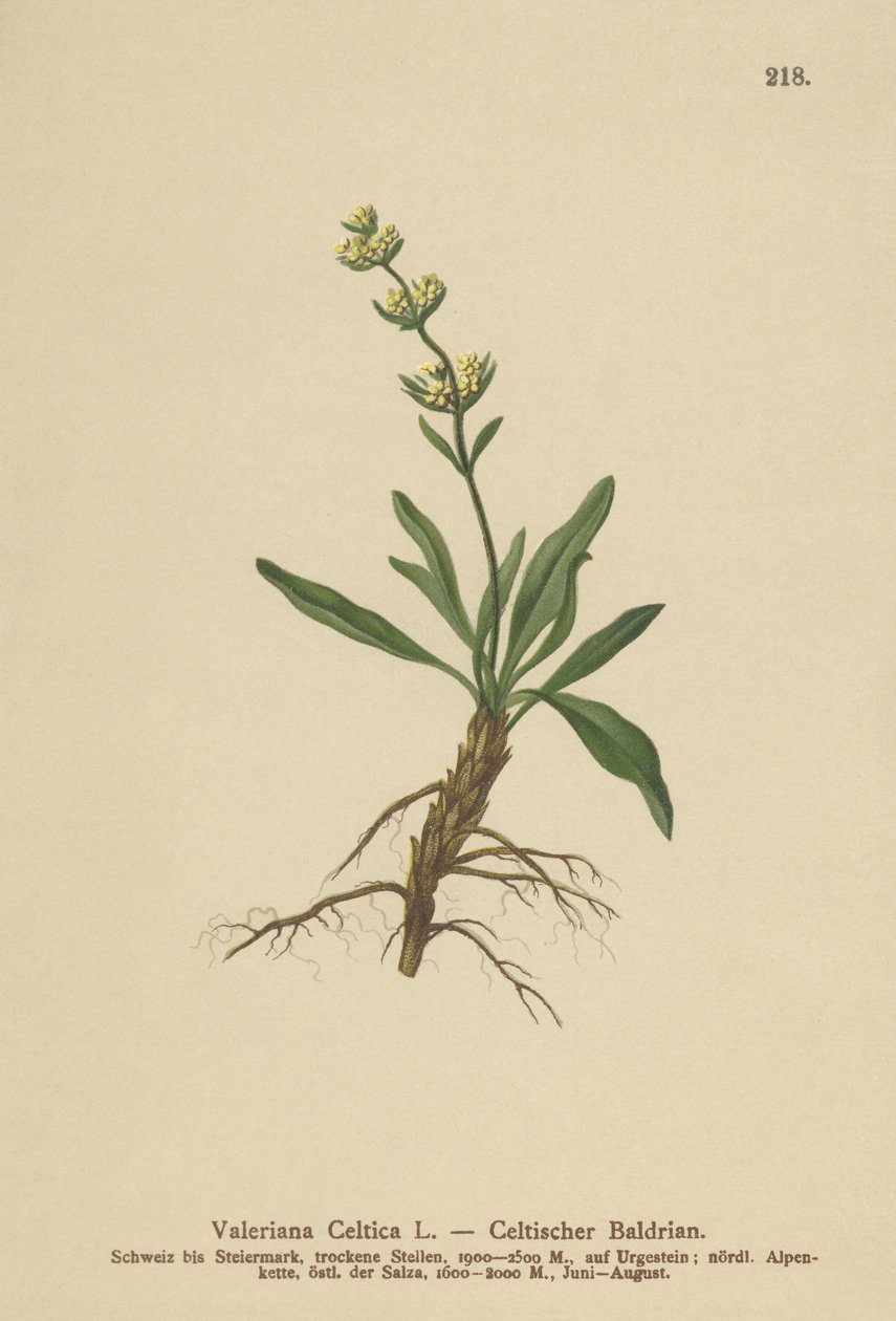 Nardo Celta (valeriana celta) de German School
