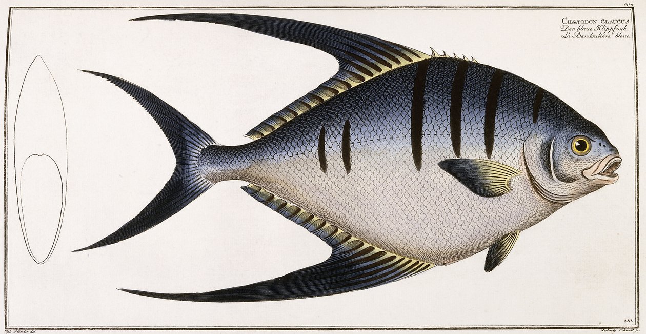 Chaetodon Glaucus, 1785-1788 de German School