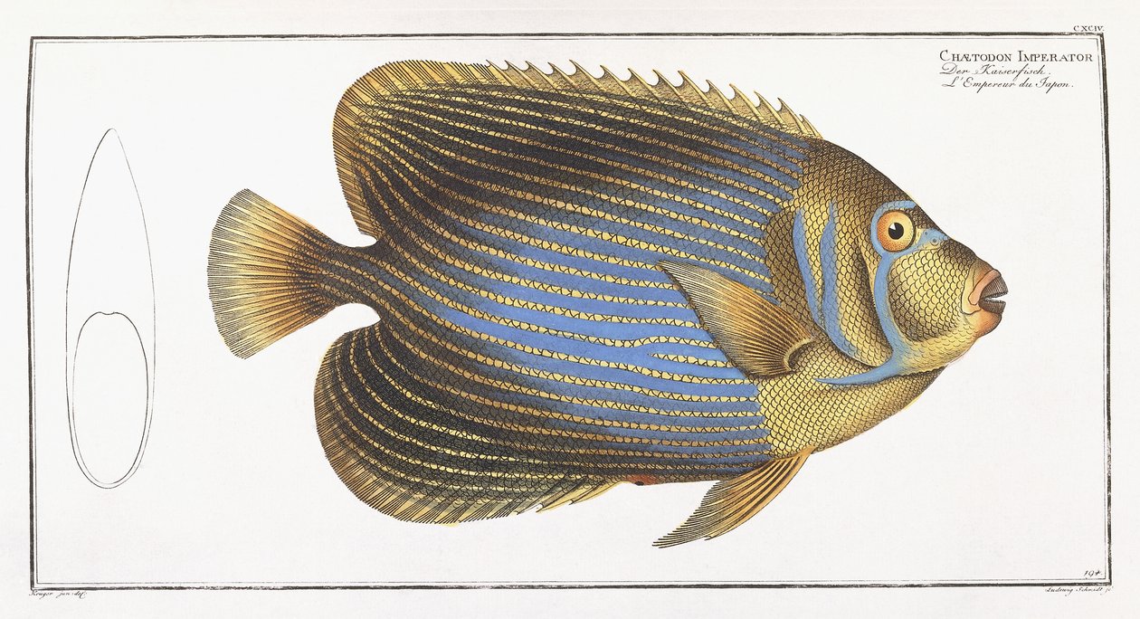 Imperador Chaetodon de German School
