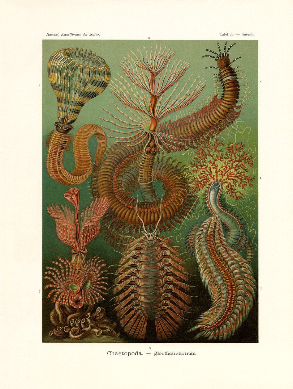 Chaetopoda, 1899-1904 de German School