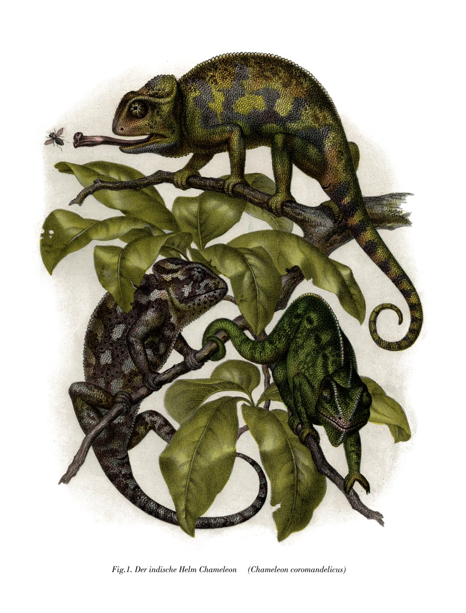 Camaleão (cor litho) de German School