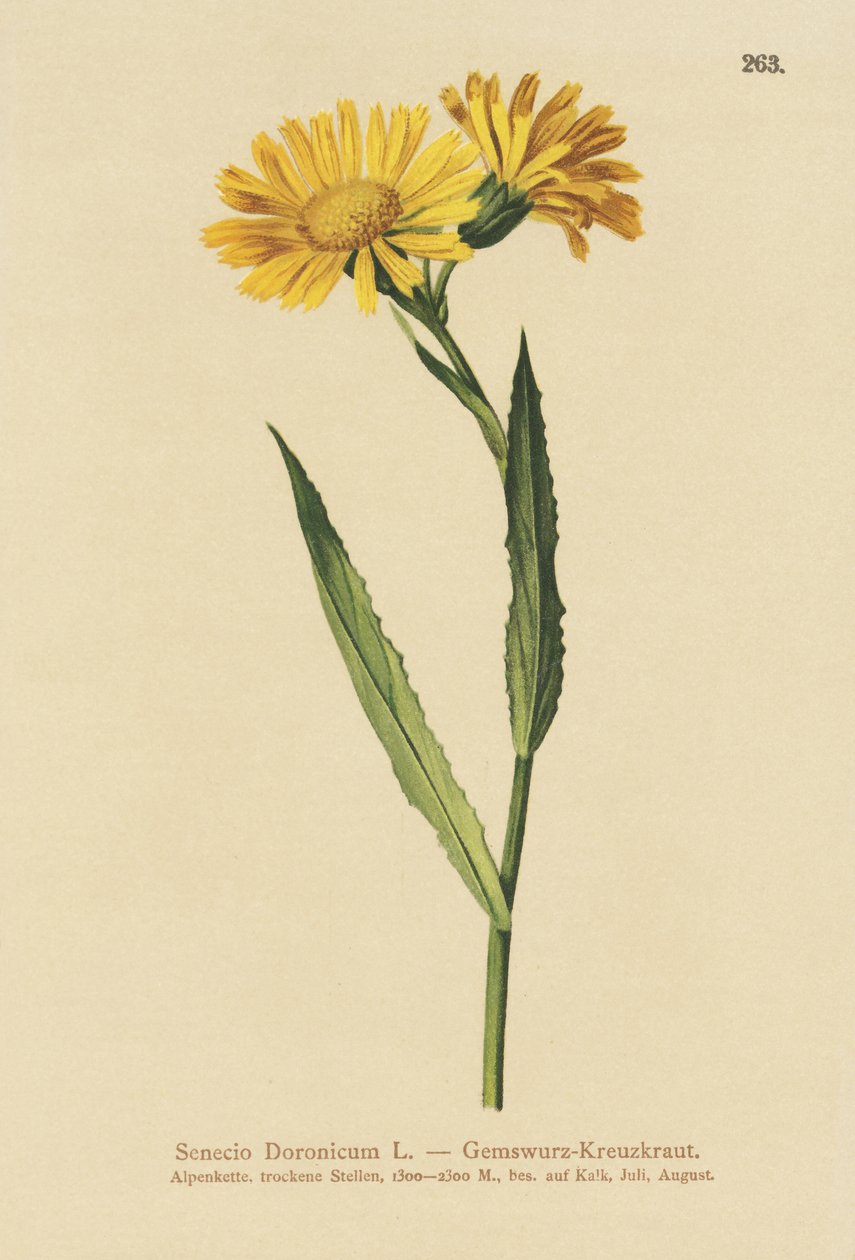 Camurça Ragwort (Senecio Doronicum) de German School