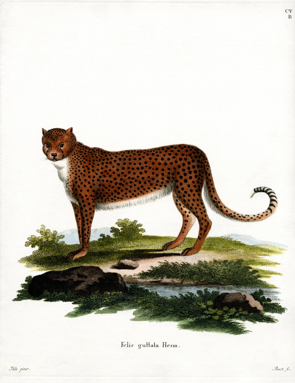 Chita (gravura colorida) de German School