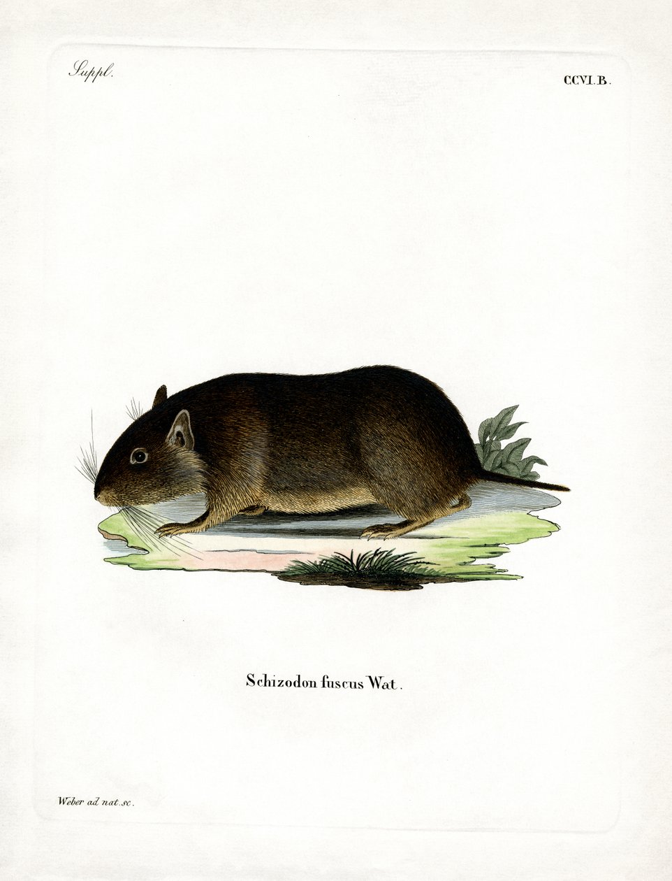 Rato de Rocha Chileno (gravura colorida) de German School