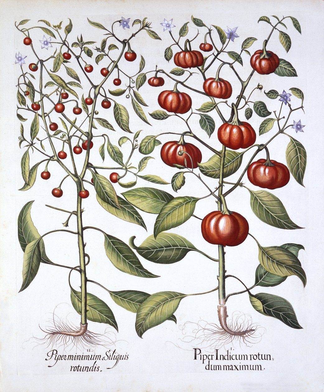 Chili Pepper [Nightshade Family], de Hortus Eystettensis, de Basil Besler (1561-1629), pub. 1613 (gravura colorida à mão) de German School