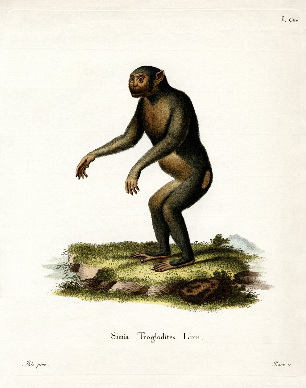 Chimpanzé (gravura colorida) de German School