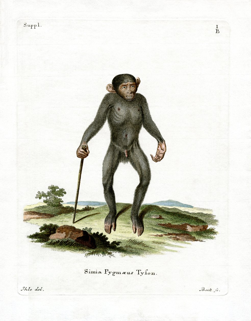 Chimpanzé (gravura colorida) de German School