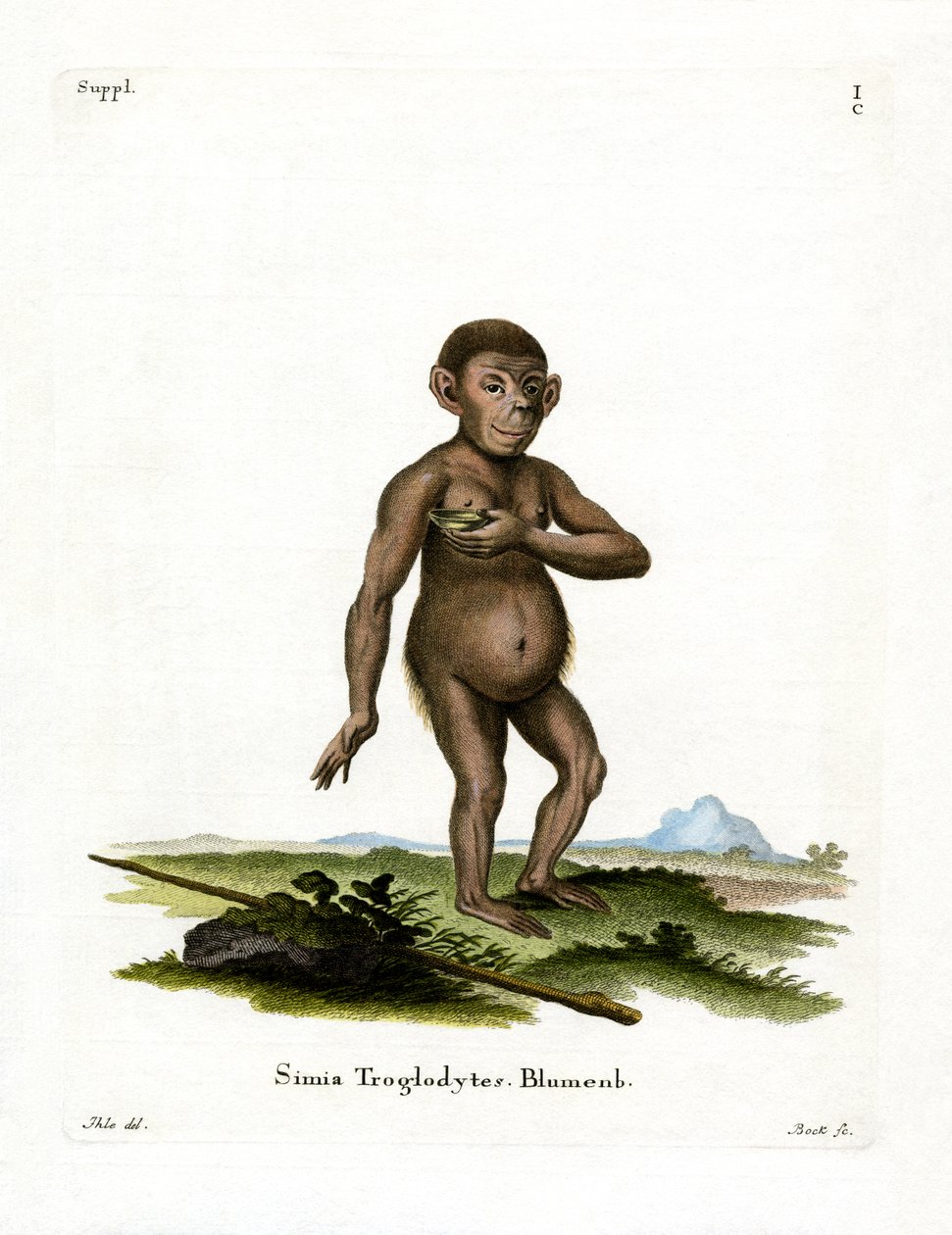 Chimpanzé (gravura colorida) de German School