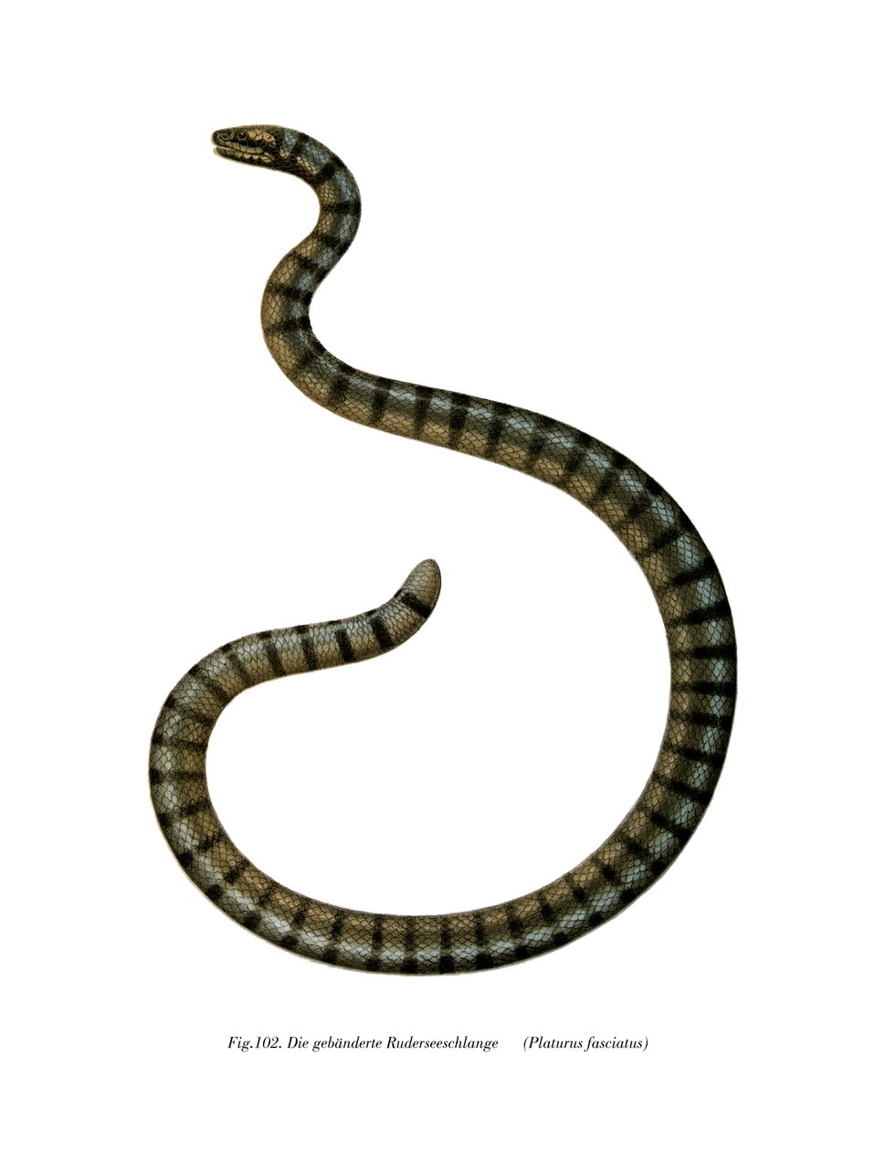 Cobra marinha chinesa (cor litho) de German School