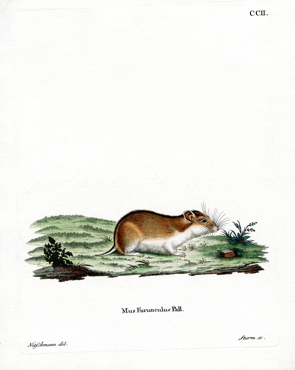 Hamster Listrado Chinês (gravação a cores) de German School