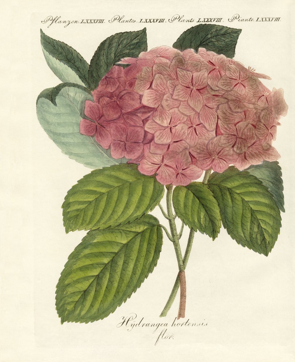 Flores chinesas de German School