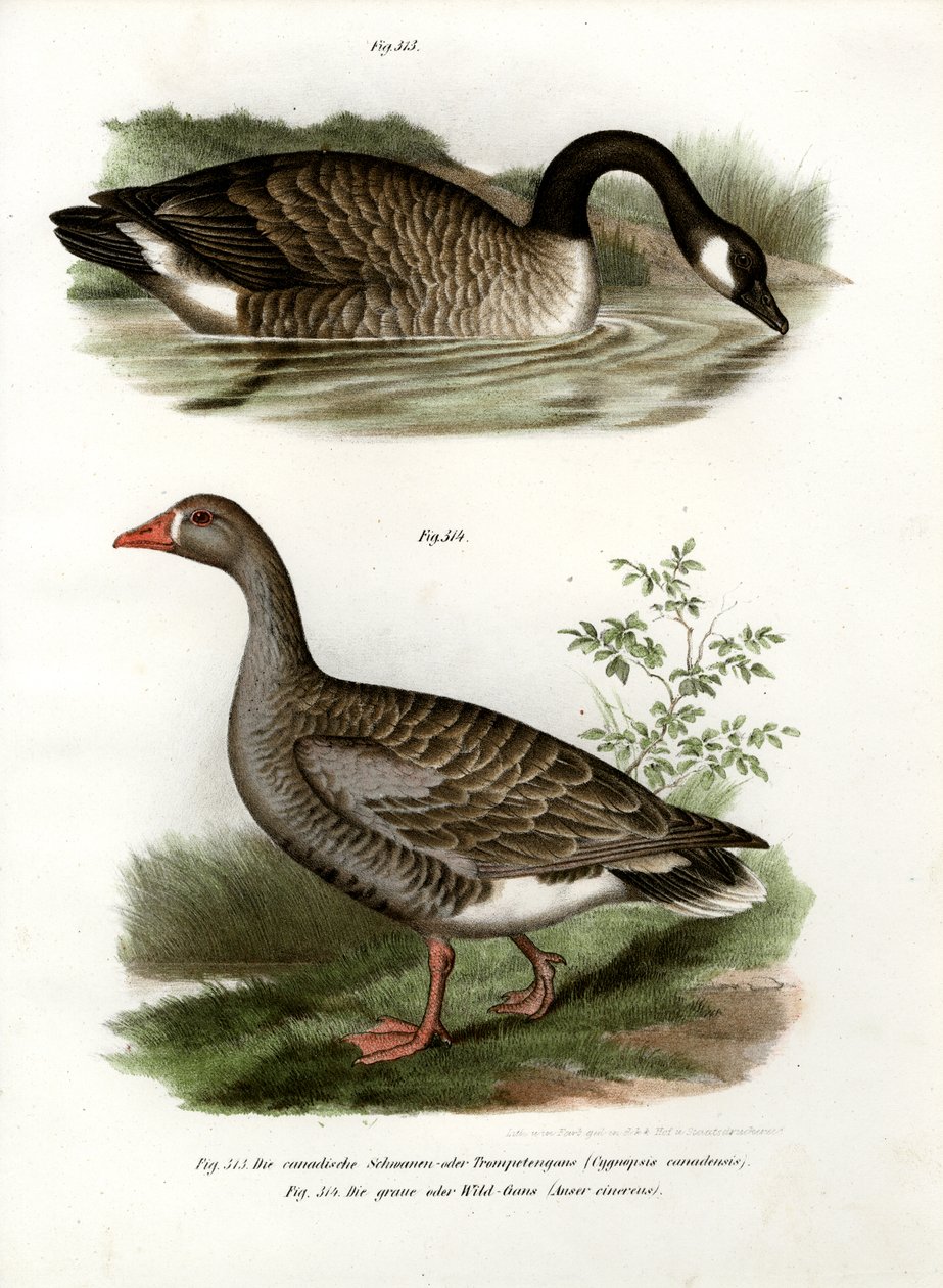 Ganso chinês, 1864 de German School