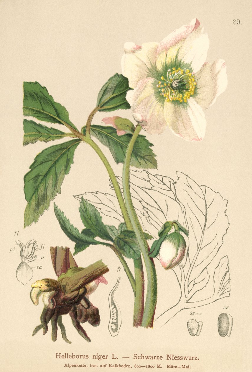 Rosa de Natal (Helleborus niger) de German School