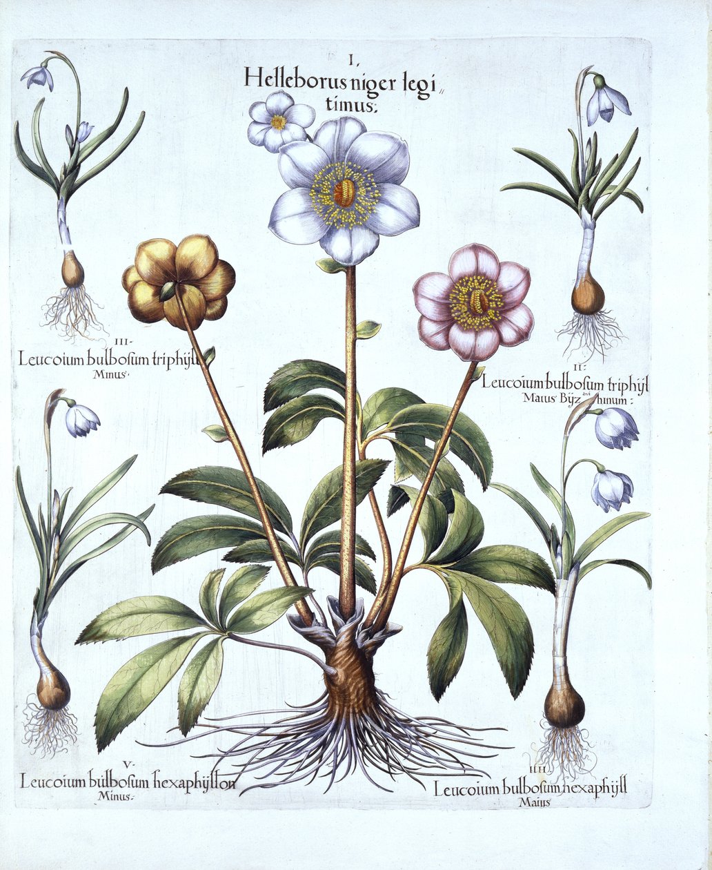 Variações de Rosa de Natal e Snowdrop, de Hortus Eystettensis, de Basil Besler (1561-1629), pub. 1613 (gravura colorida à mão) de German School