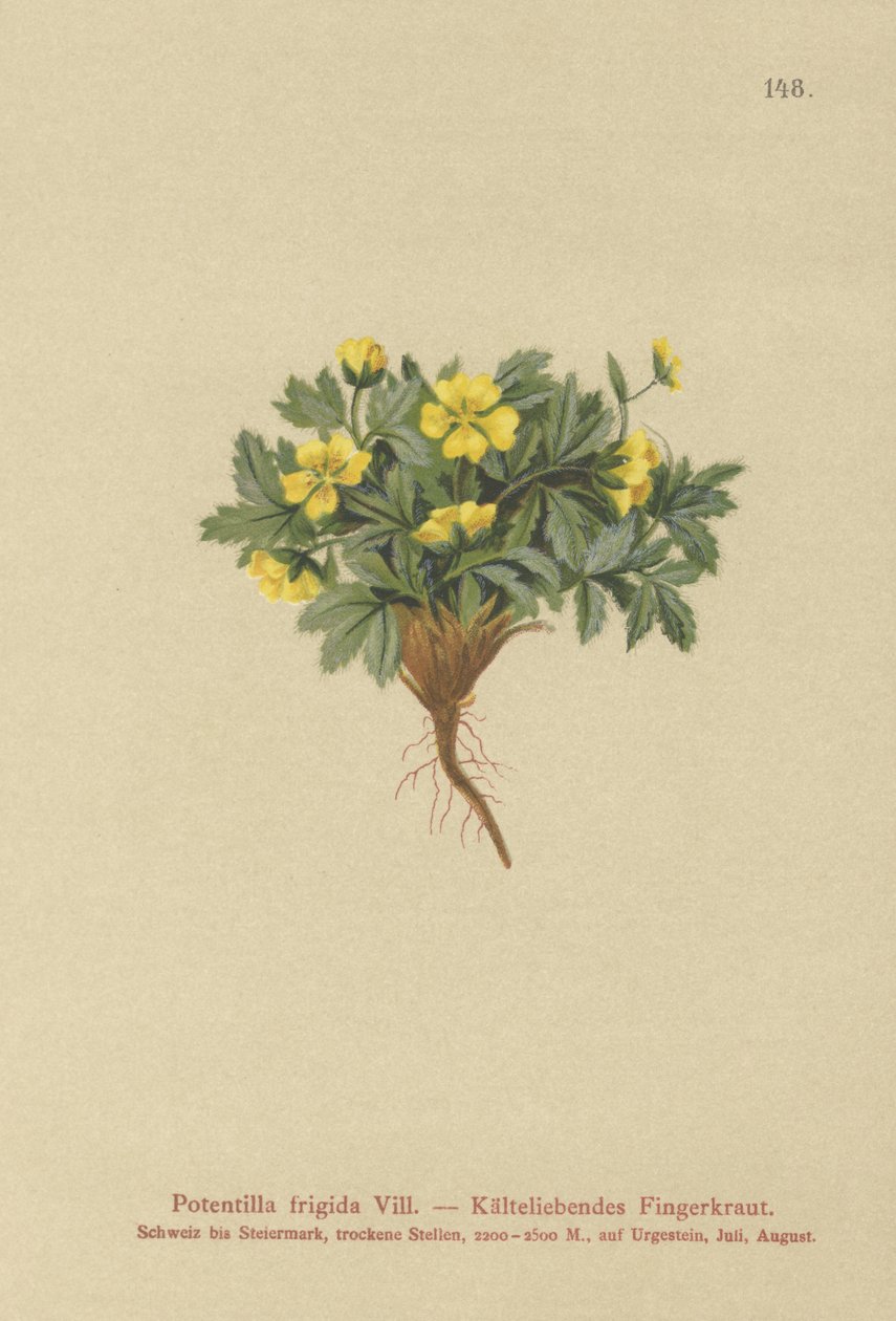 Cinquefoil (Potentilla frigida, Potentilla glacialis, Potentilla helvetica) de German School