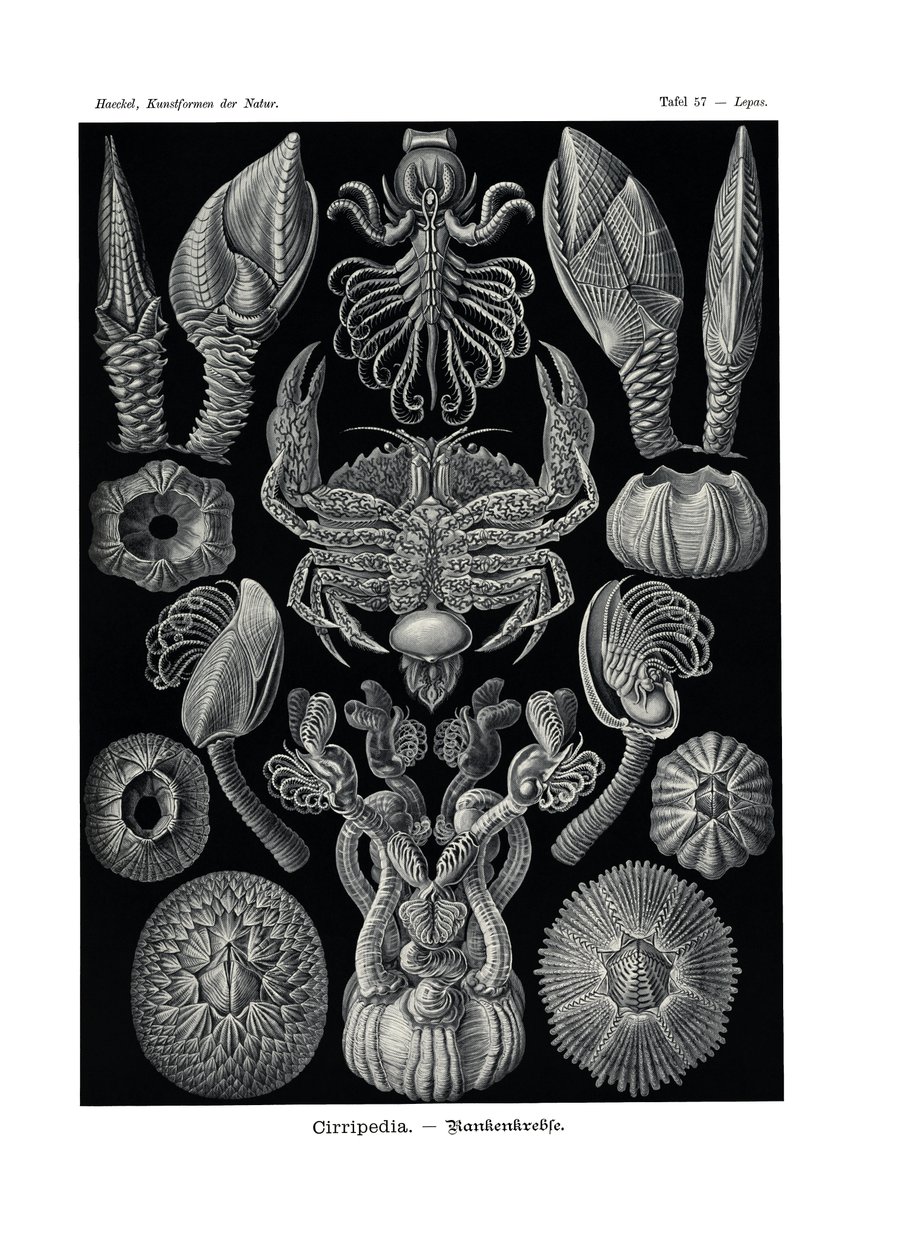 Cirripedia, 1899-1904 de German School