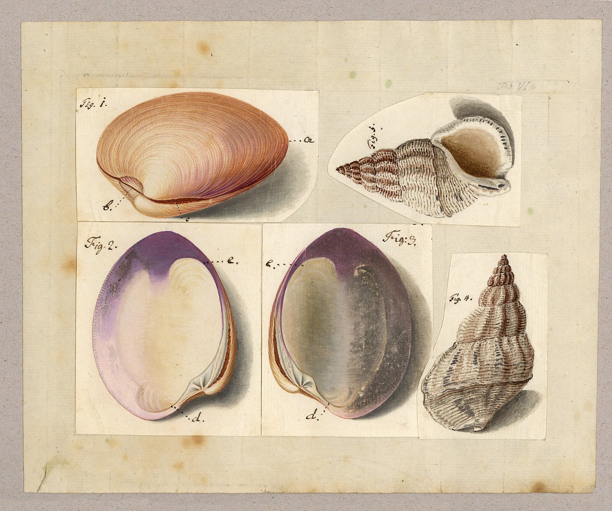 Amêijoa e Caracol Marinho: Venus Mercenaria Linnaei, Glacioli Linnaei Buccino, 1785 (wc no papel) de German School