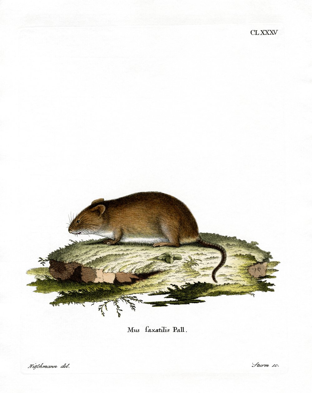 Cliff Mouse (gravação a cores) de German School