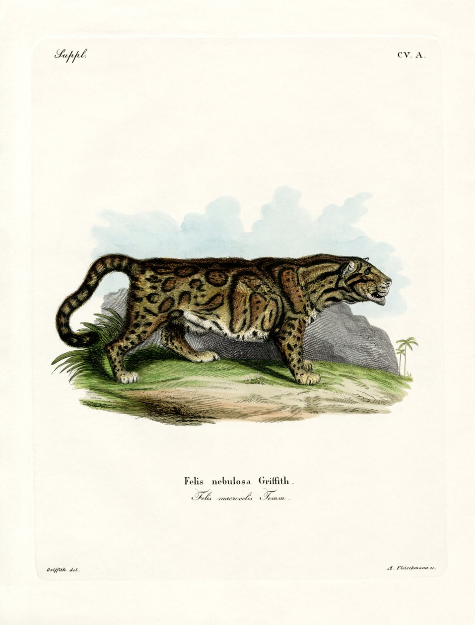 Leopardo Nublado (gravura colorida) de German School