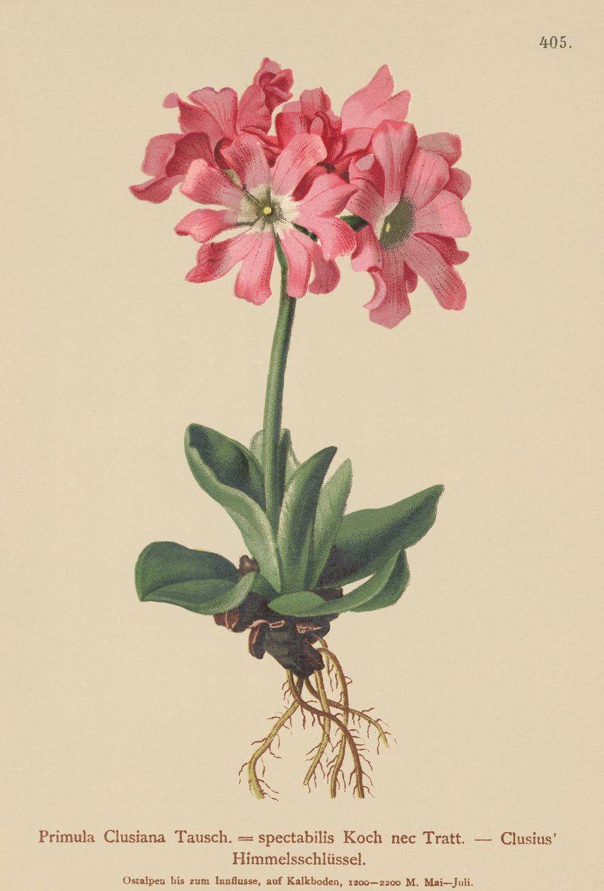 Primula Clusiana (Primula Clusiana, Primula spectabilis) de German School