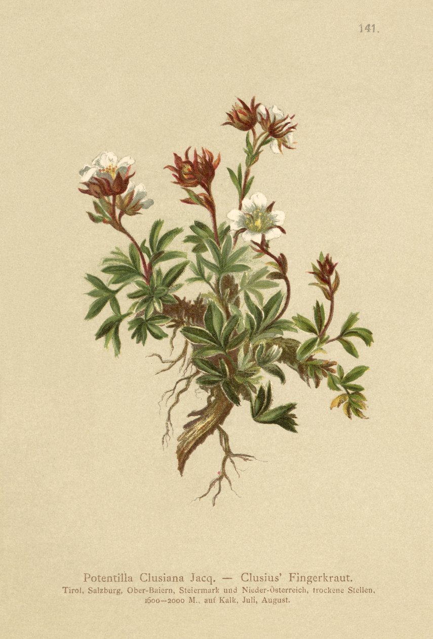 Clusius Cinquefoil (Potentilla Clusiana) de German School