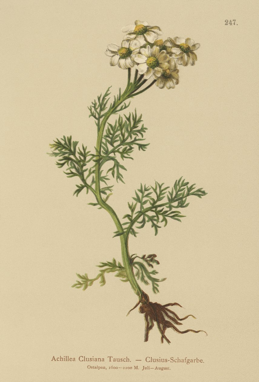 Clusius Yarrow (Achillea Clusiana, Achillea atrata ssp. Clusiana) de German School