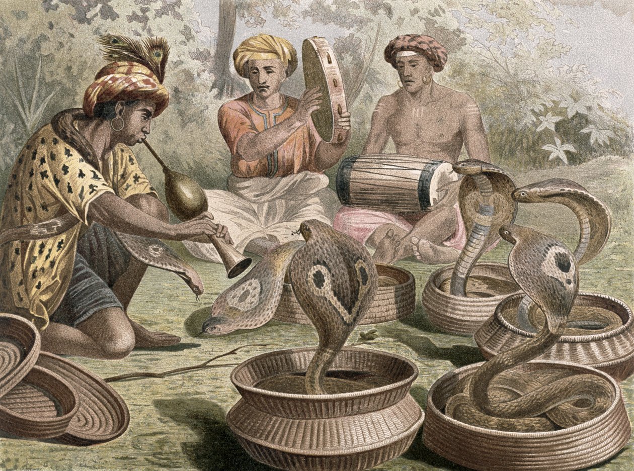 Cobra, álbum de Brehms Tierleben: Allgemeine Kunde des Tierreichs, volume 7, p.355, publicado pelo Bibliographisches Institut, 1892 de German School