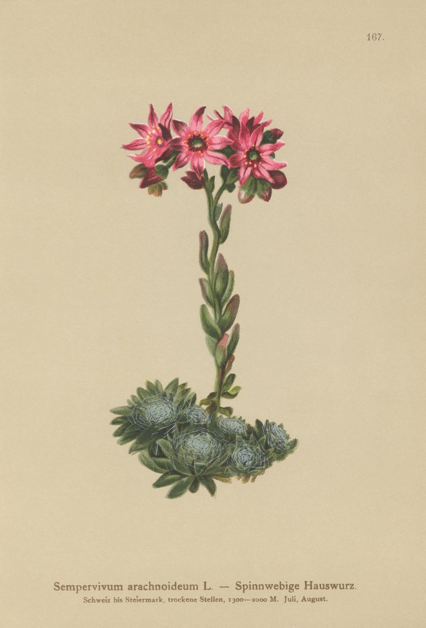 Teia de aranha Houseleek (Sempervivum arachnoideum, Sedum arachnoideum, Sempervivum sanguineum) de German School