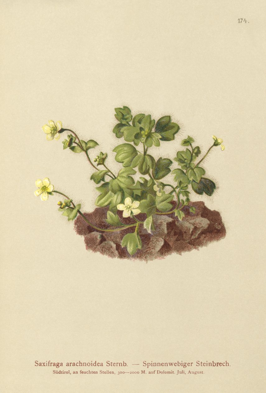 Saxifrage da teia de aranha (Saxifraga arachnoidea) de German School