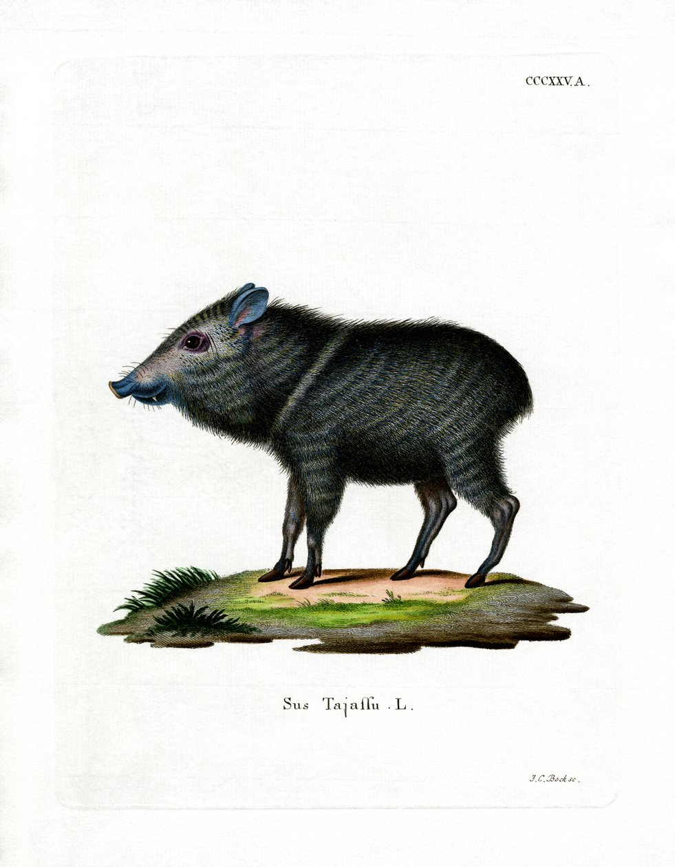 Peccary de colarinho (gravação a cores) de German School