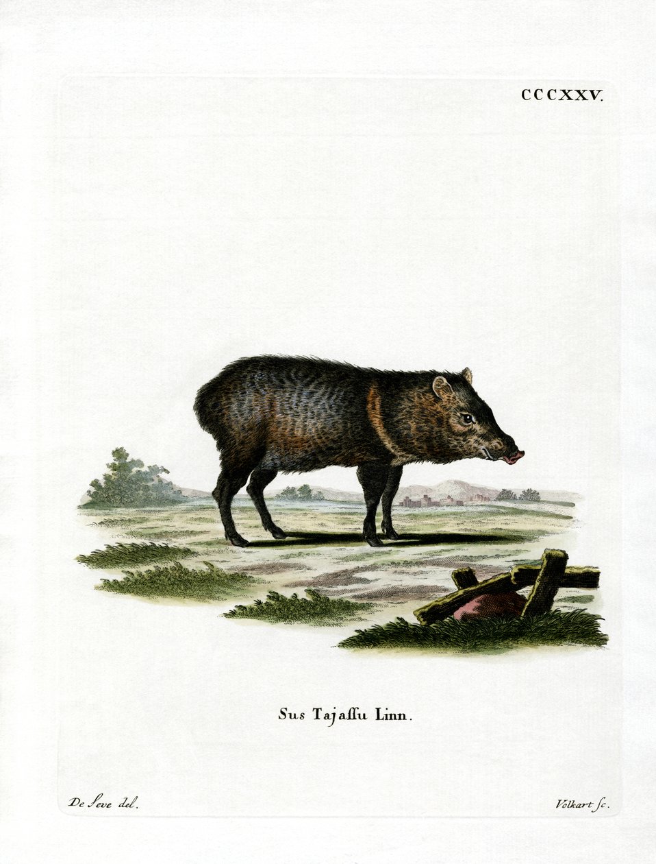 Peccaria Coleira de German School